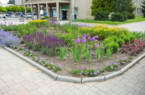 The herbaceous perennials have flowered nicely in the first season. It will take a couple of years to fully cover the area.