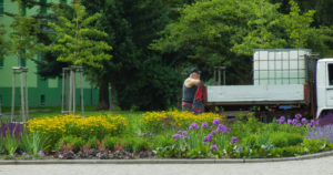 The council technical support is taking care of the border after planting.