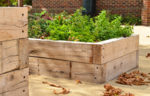 Raised beds for hands on gardening.